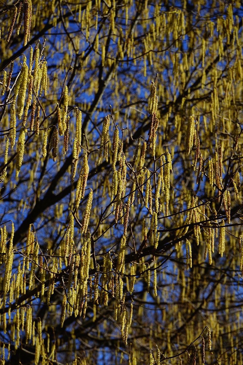 Bendras Lazdynas, Žiedynai, Vyrų Žiedas, Geltona, Kačiukas, Corylus Avellana, Lazdynas, Beržo Šiltnamio, Betulaceae, Krūmas