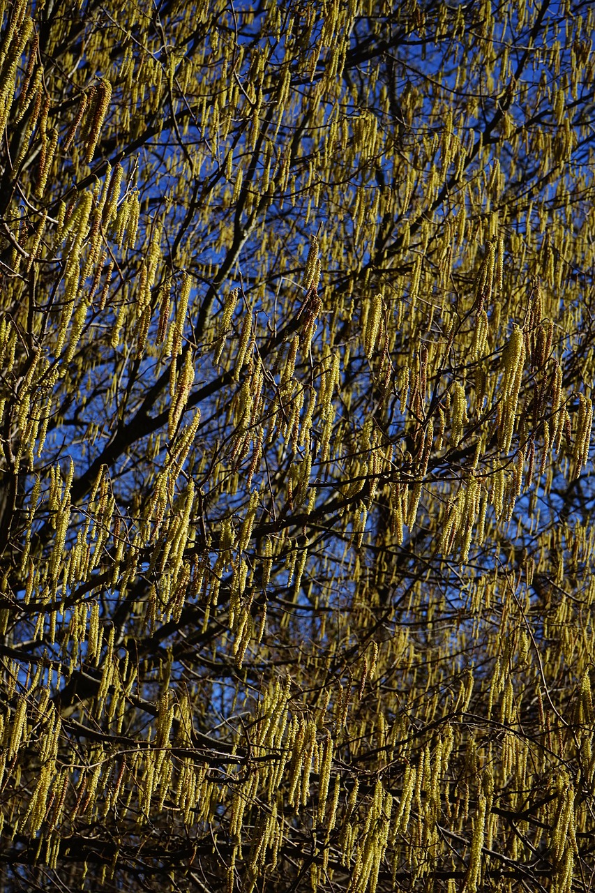 Bendras Lazdynas, Žiedynai, Vyrų Žiedas, Geltona, Kačiukas, Corylus Avellana, Lazdynas, Beržo Šiltnamio, Betulaceae, Krūmas