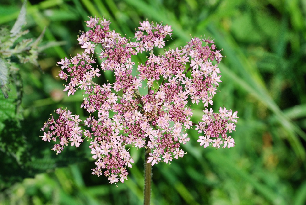 Paprastas Kaštonas, Kaštonas, Žiedas, Gėlė, Heracleum Sphondylium, Žolinis, Laukinė Gėlė, Nemokamos Nuotraukos,  Nemokama Licenzija