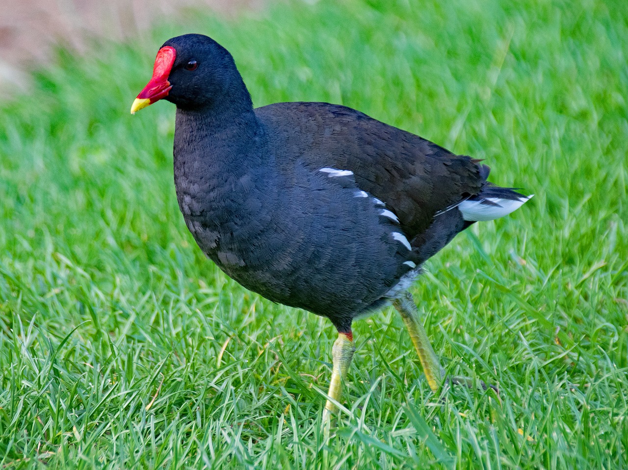 Paprastas Barzdas, Gallinula Chloropus, Moorhen, Paukštis, Paukščiai, Gyvūnai, Gyvūnų Pasaulis, Dykuma, Rallidae, Ralle