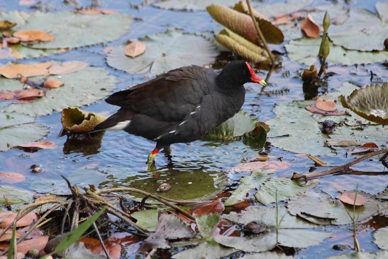 Bendroji Moorhen,  Storagalvis Vištos,  Paukštis,  Vandens Paukščiai,  Gyvūnas,  Plunksnuočių Lenktynės,  Vandens,  Ežeras,  Vandens Lelijos,  Lapai