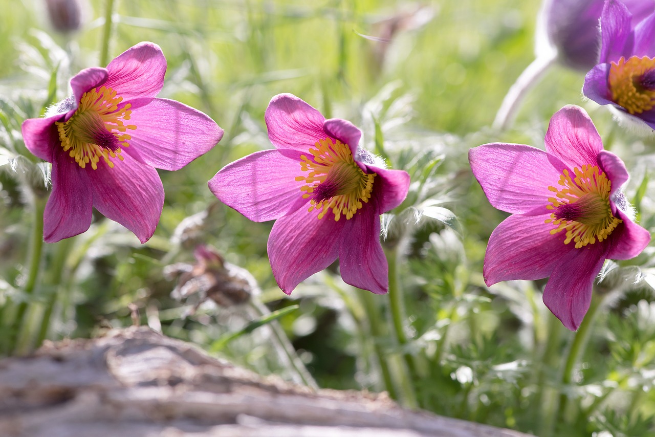 Paprastas Pasque Gėlė, Pulsatilla Vulgaris, Gėlė, Augalas, Pavasario Gėlė, Žiedas, Žydėti, Violetinė, Žiedlapiai, Gamta