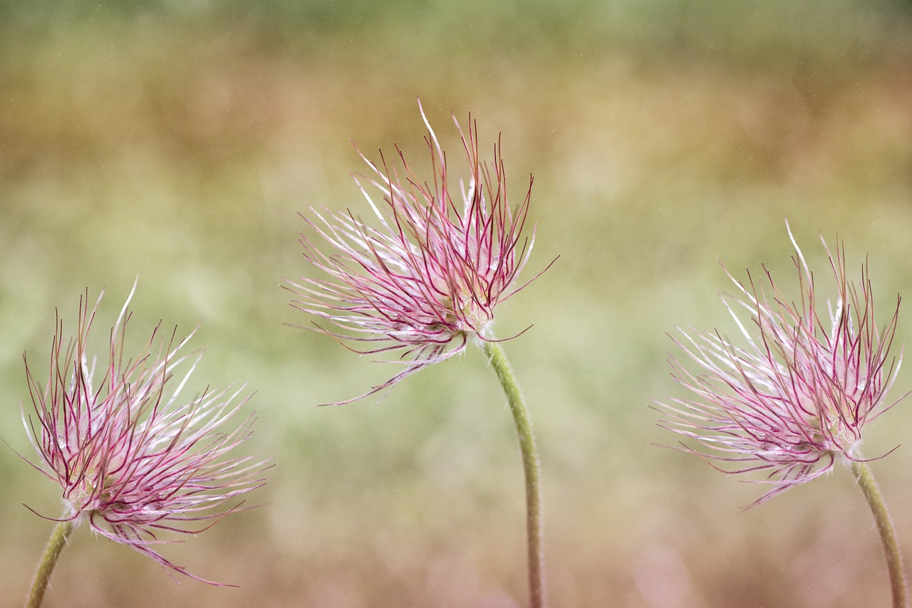 Paprastas Pasque Gėlė, Pulsatilla Vulgaris, Gėlė, Augalas, Pavasario Gėlė, Žiedas, Žydėti, Violetinė, Gamta, Sodas