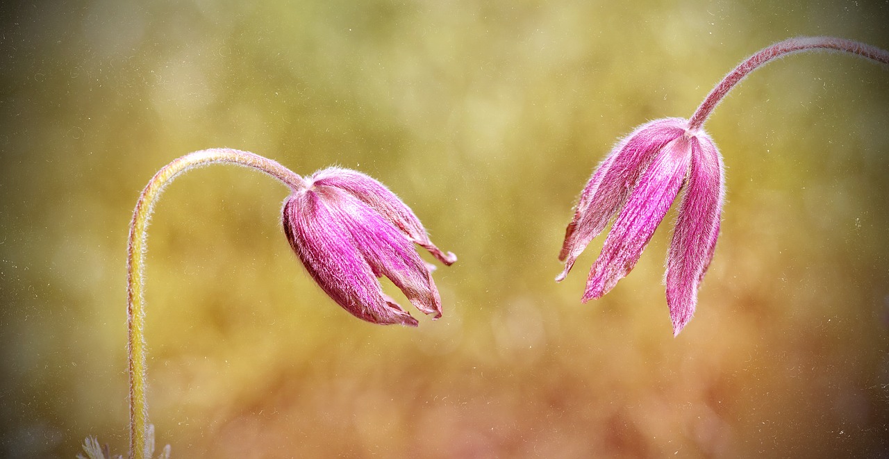 Paprastas Pasque Gėlė, Pulsatilla Vulgaris, Gėlė, Augalas, Pavasario Gėlė, Žiedas, Žydėti, Violetinė, Žiedlapiai, Gamta