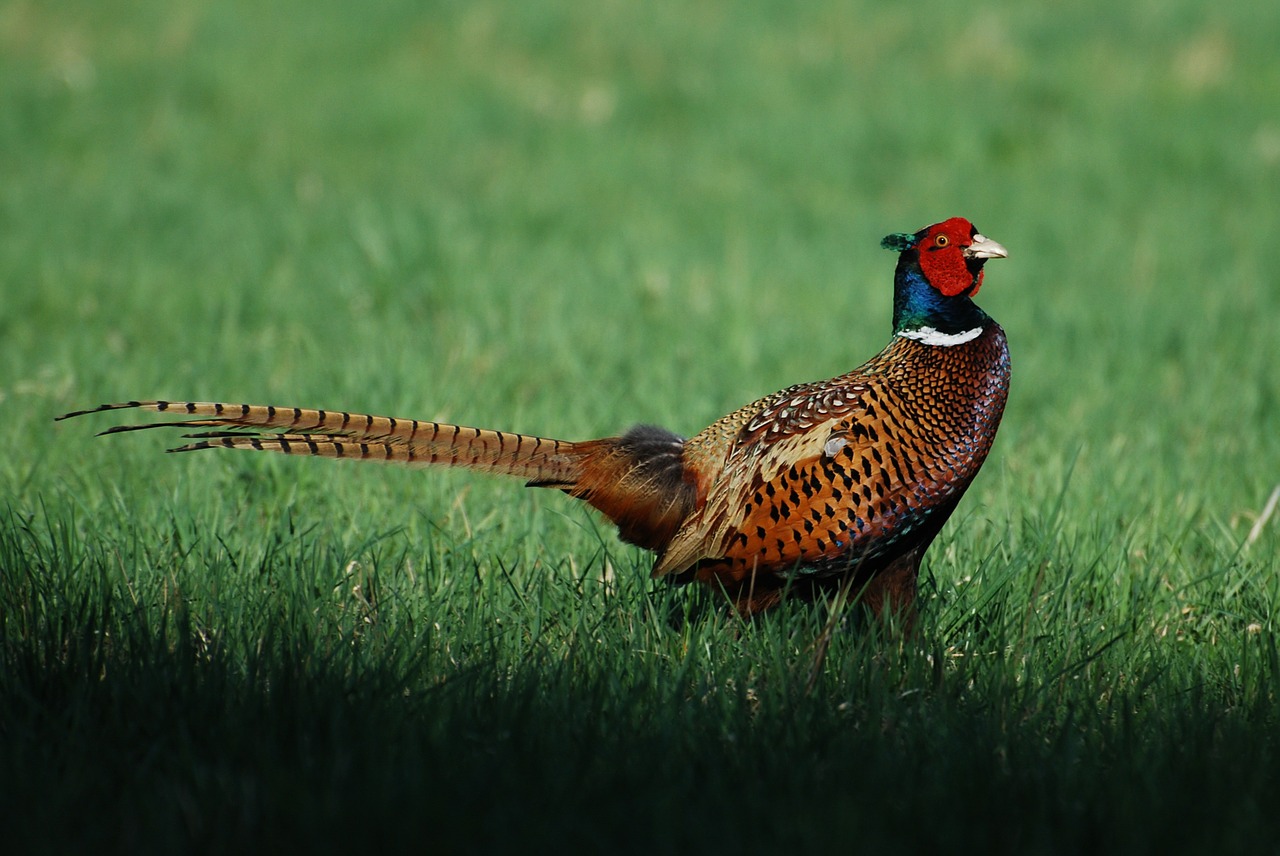 Dažnas Fazanas, Paukštis, Žemė, Plunksna, Laukinė Gamta, Paukščiai, Gamebird, Spalvinga, Uodega, Žiedinis Kaklo