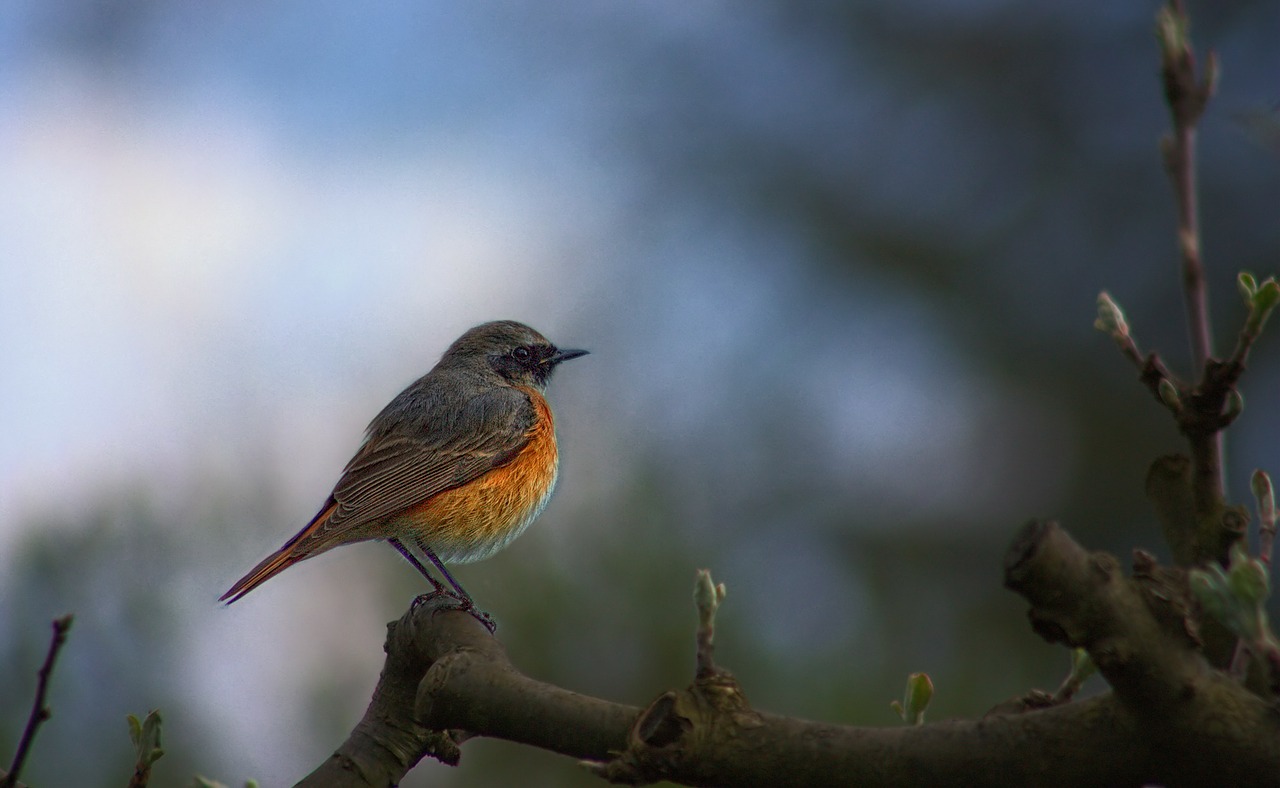 Bendro Redstart, Phoenicurus Phoenicurus, Paukštis, Sodas, Gamta, Nemokamos Nuotraukos,  Nemokama Licenzija