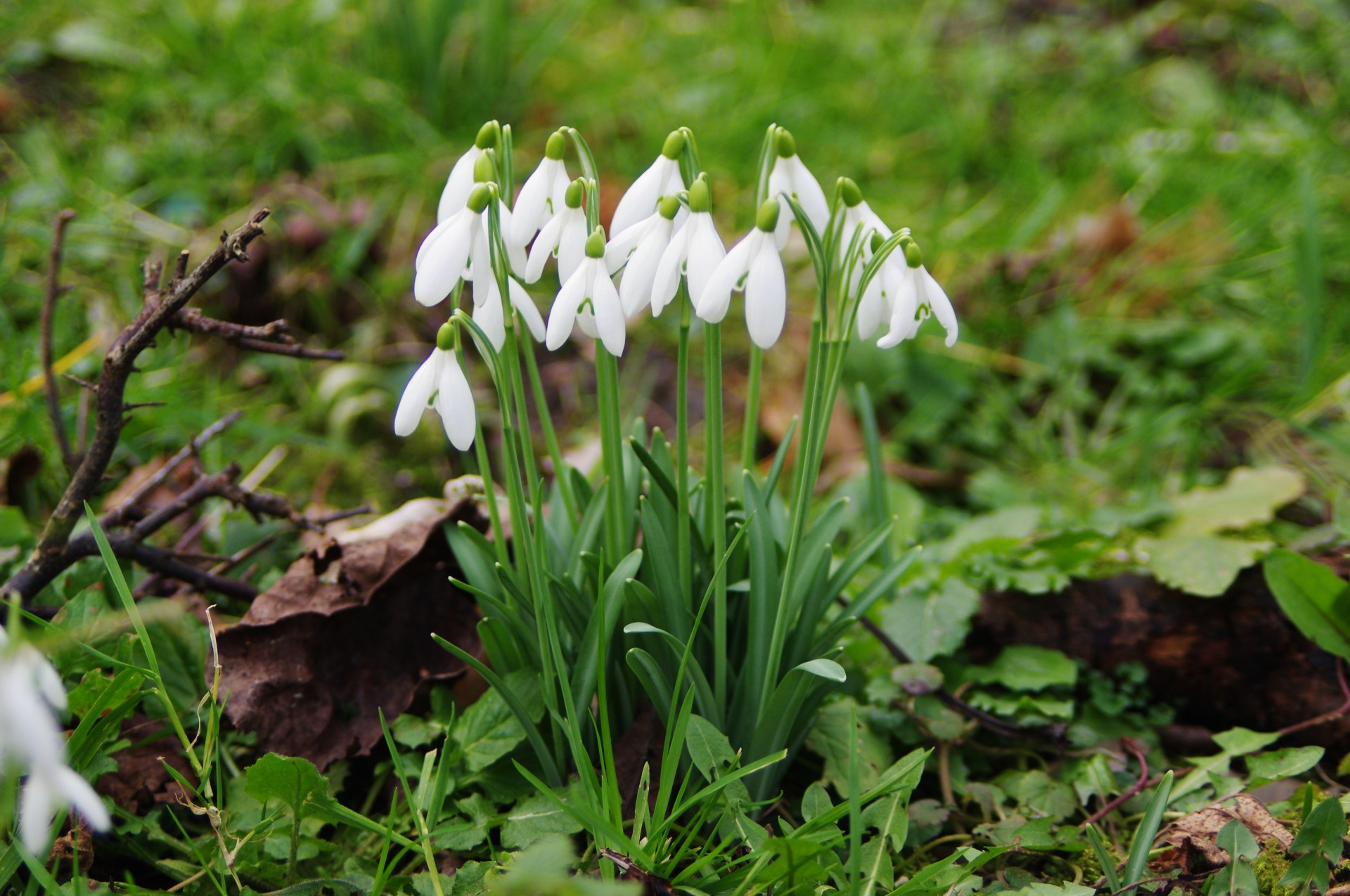 Dažnas & Nbsp,  Sniegas,  Galanthus & Nbsp,  Nivalis,  Balta,  Varpelė,  Gėlė,  Pavasaris,  Paprastoji Sniego Danga (Galanthus Nivalis), Nemokamos Nuotraukos