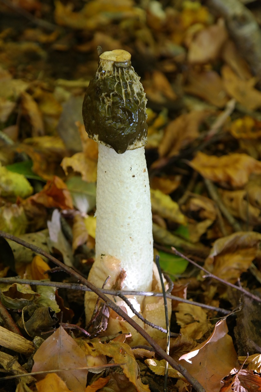 Paprastas Stinkmorkelis, Grybai, Phallus Impudicus, Stinkmorchel Relative, Stinkmorchel, Phallus, Impudicus, Statendpilz, Miško Grybai, Raganavimas