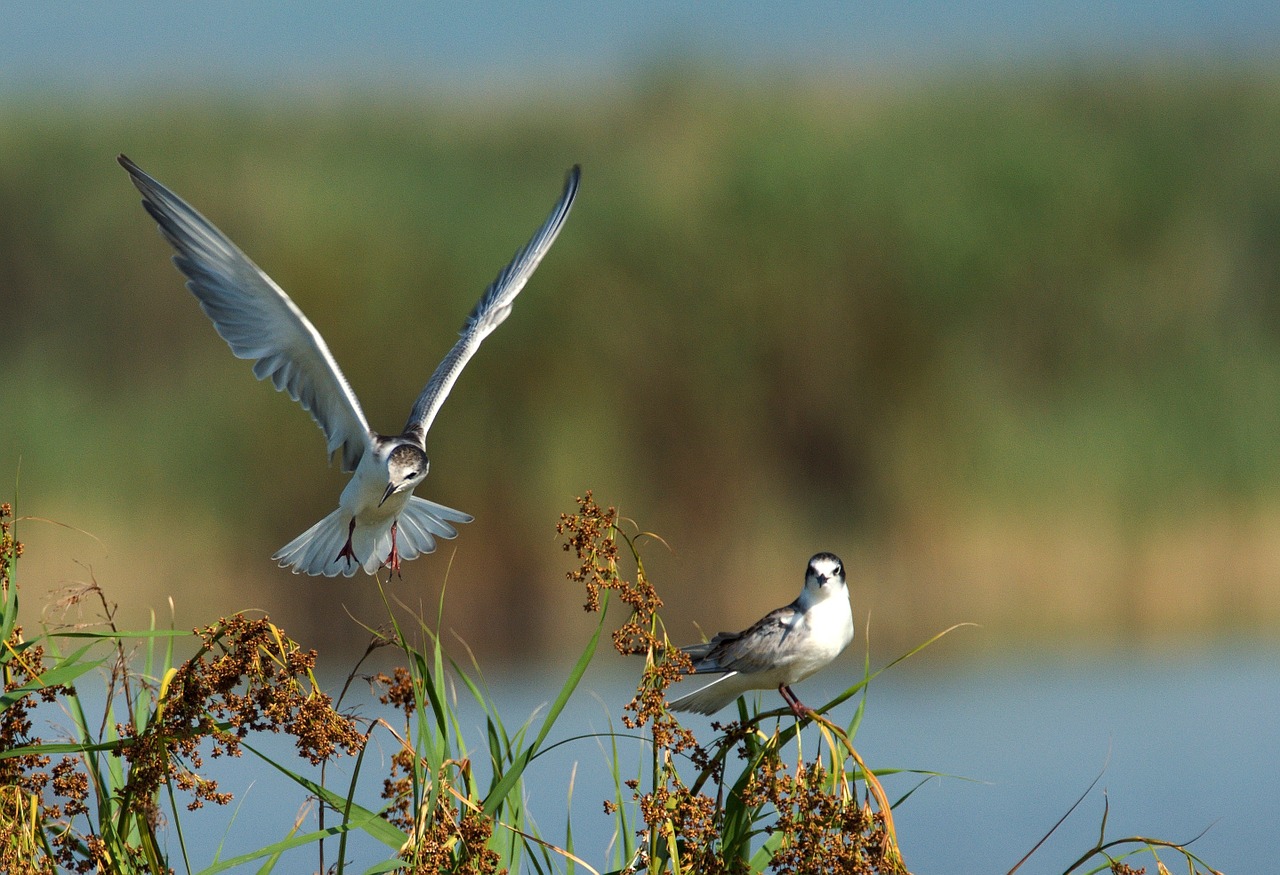 Paprastoji Ternė, Sterna Hirundo, Paukštis, Skristi, Paukščiai, Sparnai, Plunksna, Gamta, Snapas, Vandens Paukštis