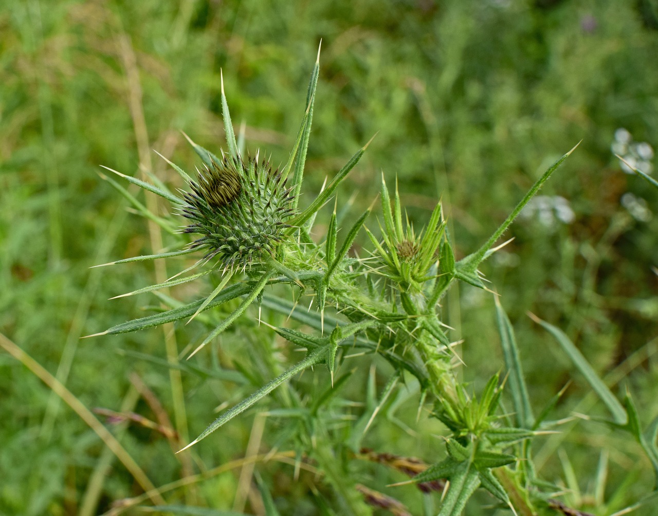 Paprastoji Šėrėlė, Wildflower, Budas, Gėlė, Žiedas, Žydėti, Pieva, Gamta, Violetinė, Spalvinga