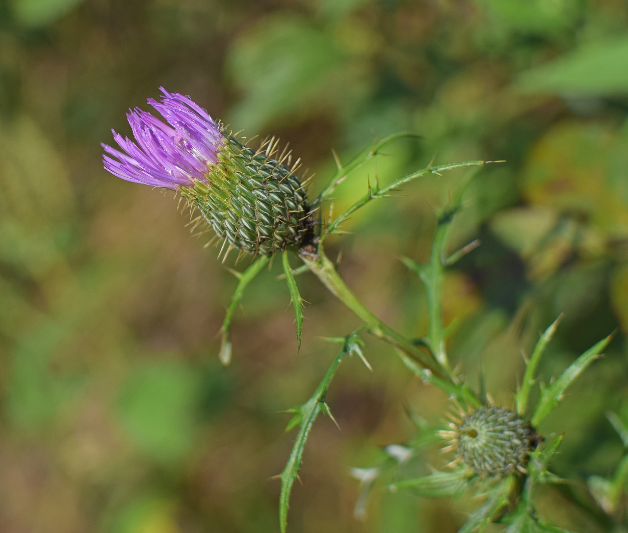 Paprastoji Plaktos Atidarymas, Wildflower, Gėlė, Žiedas, Žydėti, Pieva, Gamta, Violetinė, Spalvinga, Nemokamos Nuotraukos