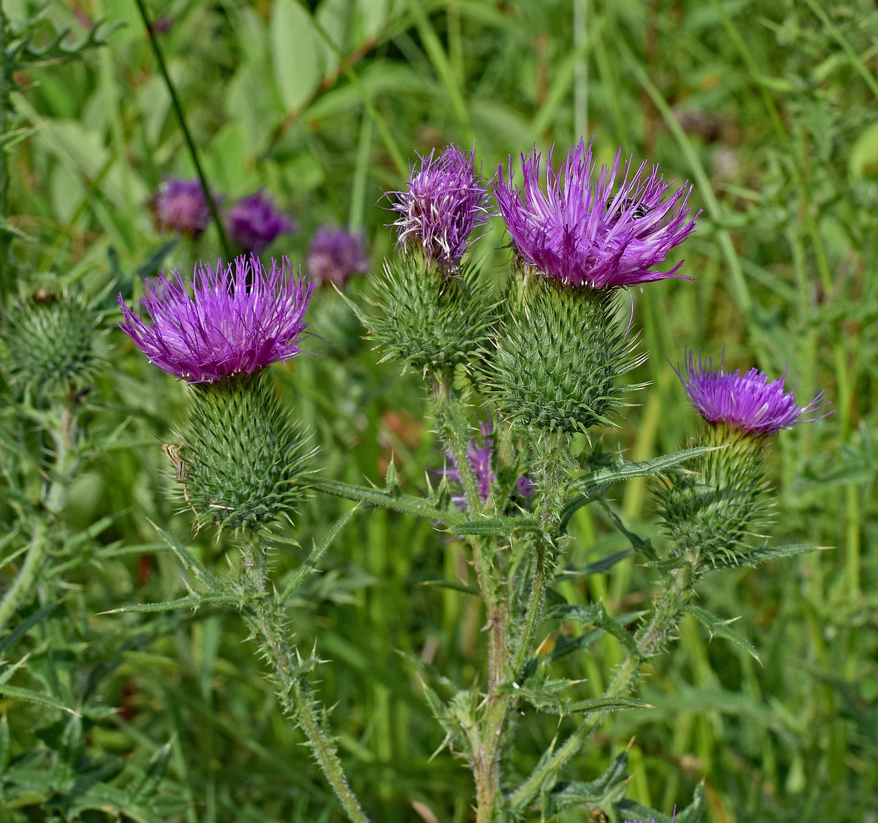 Paprastosios Danties, Wildflower, Gėlė, Žiedas, Žydėti, Pieva, Gamta, Violetinė, Spalvinga, Nemokamos Nuotraukos