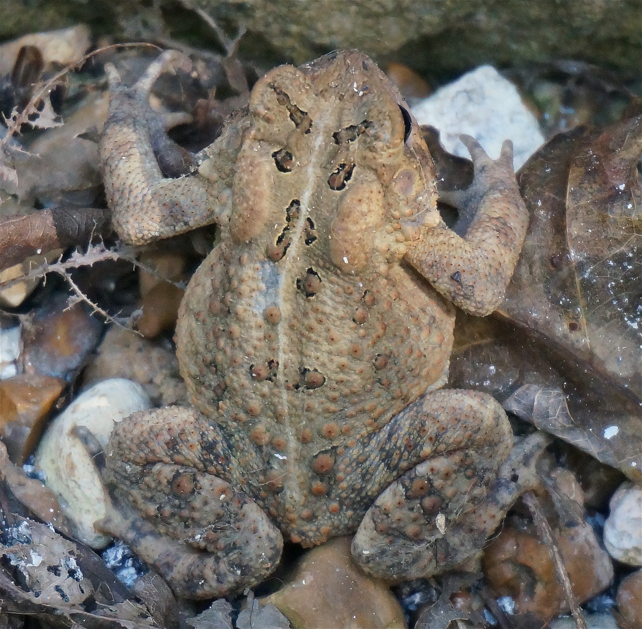 Bendroji Varlė, Rupūžė, Amfibija, Gyvūnas, Gamta, Rūšis, Žemė, Lauke, Užmaskuota, Nemokamos Nuotraukos