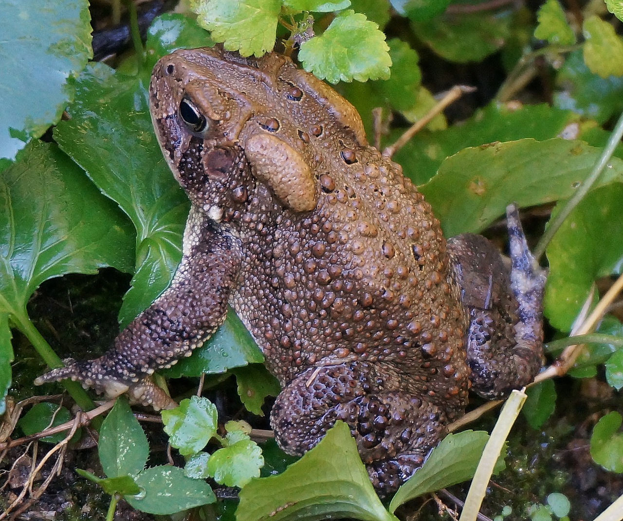 Bendroji Varlė, Rupūžė, Amfibija, Gyvūnas, Gamta, Rūšis, Žemė, Lauke, Užmaskuota, Drėgna Lietaus