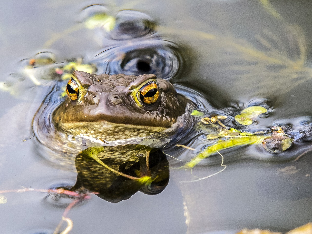 Bendroji Varlė, Rupūžė, Varliagyviai, Gamta, Gyvūnas, Nemokamos Nuotraukos,  Nemokama Licenzija