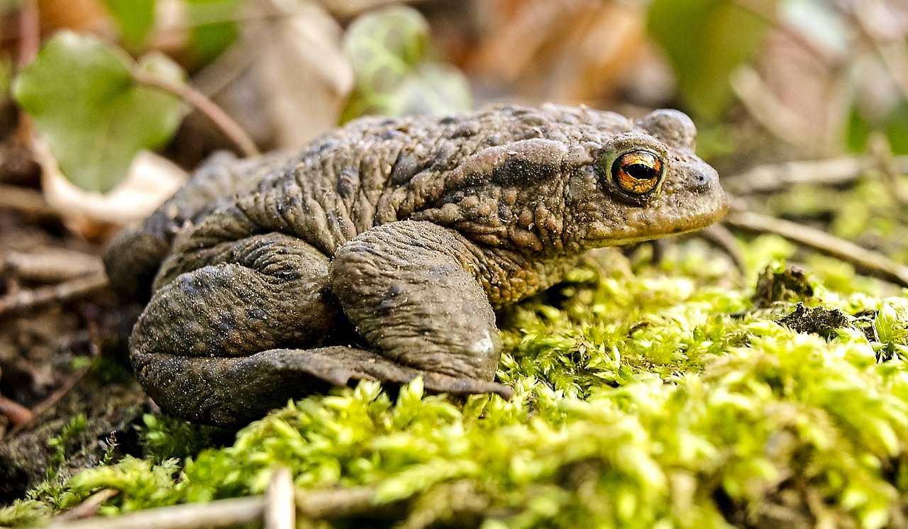 Bendroji Varlė, Rupūžė, Varliagyviai, Gamta, Gyvūnas, Nemokamos Nuotraukos,  Nemokama Licenzija