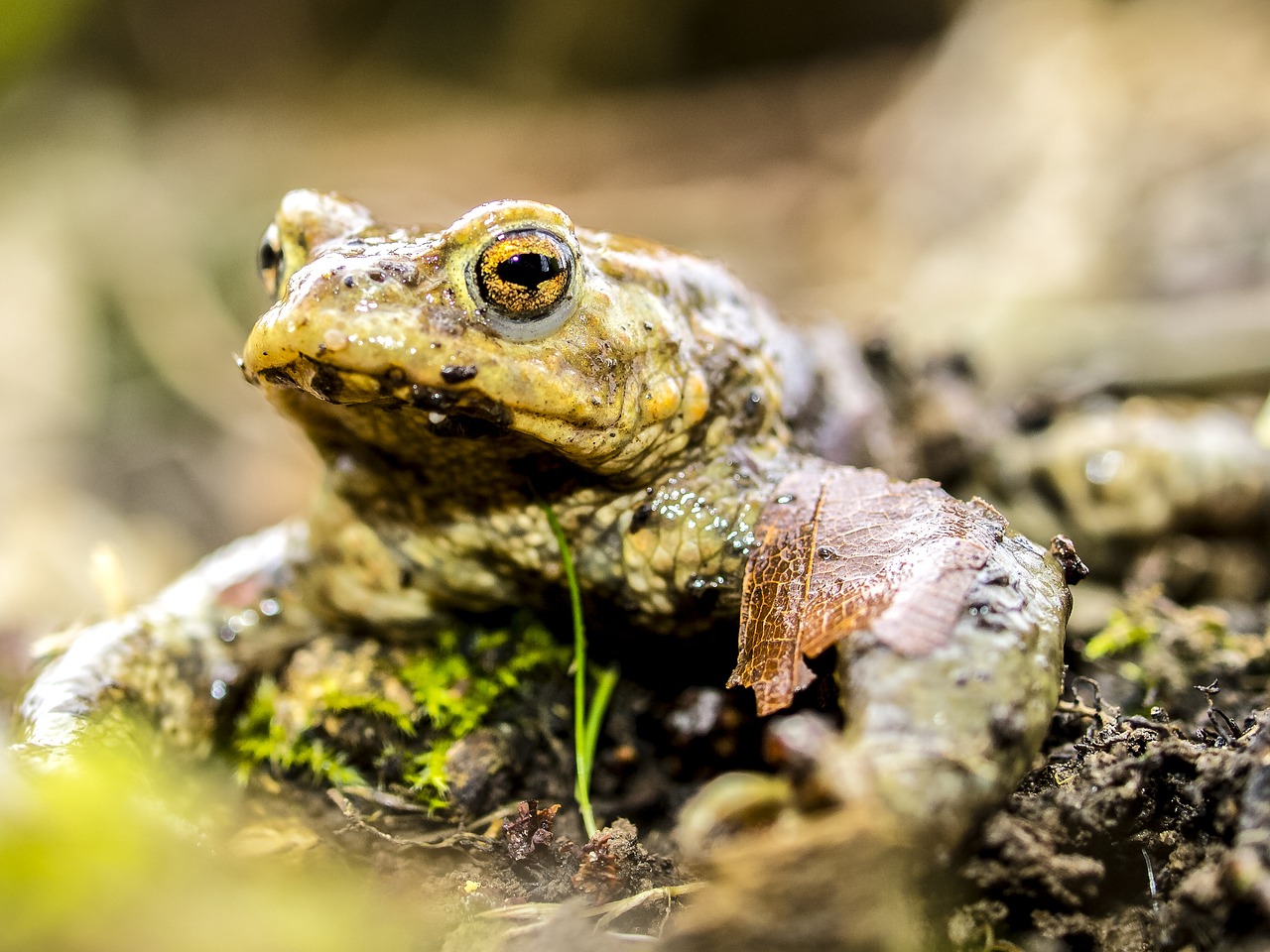 Bendroji Varlė, Rupūžė, Varliagyviai, Gamta, Gyvūnas, Nemokamos Nuotraukos,  Nemokama Licenzija