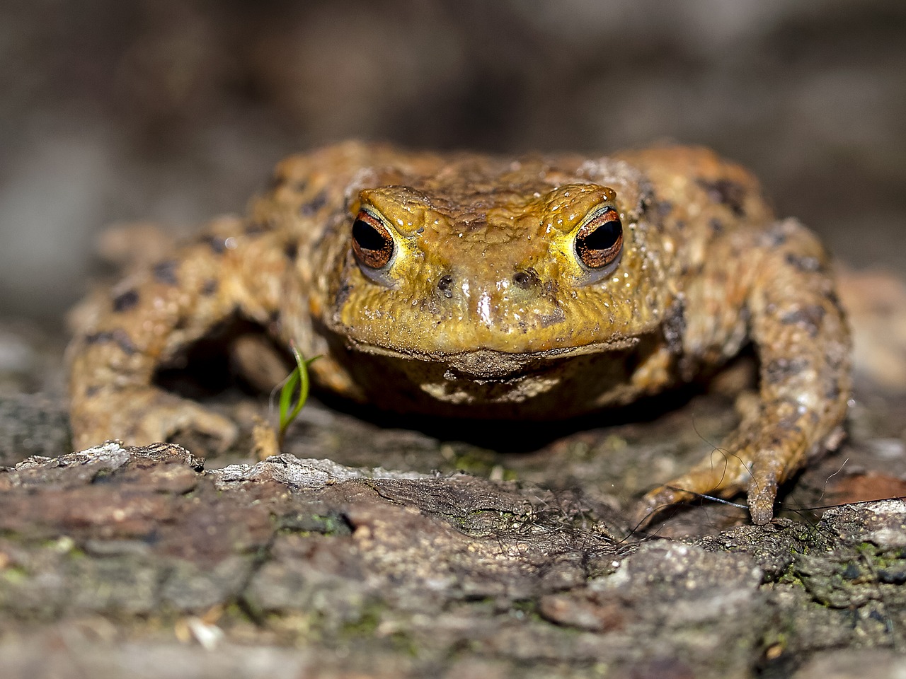 Bendroji Varlė, Rupūžė, Varliagyviai, Gamta, Gyvūnas, Nemokamos Nuotraukos,  Nemokama Licenzija