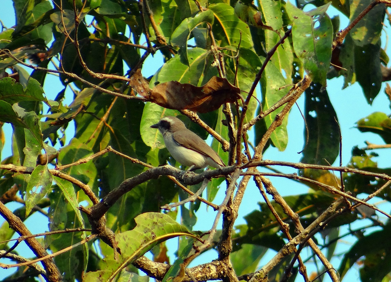 Paprastas Medžio Drožlė, Tephrodornis Pondicerianus, Miškas, Indija, Paukštis, Skristi, Sparnai, Plunksna, Laukinė Gamta, Snapas