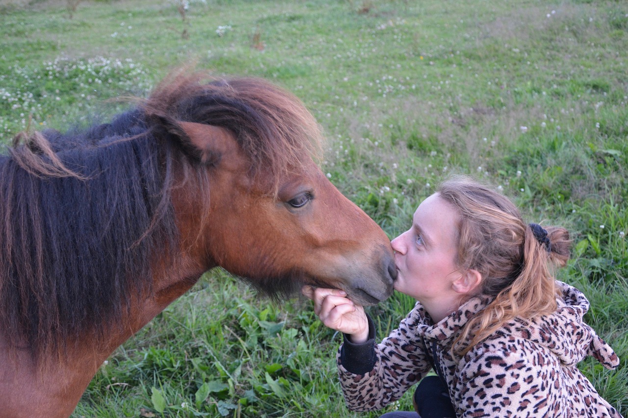 Komplikacija, Bučinys, Naminis Gyvūnas, Mielas, Gyvūnas, Shetland Ponis, Švelnumas, Meilė, Nemokamos Nuotraukos,  Nemokama Licenzija