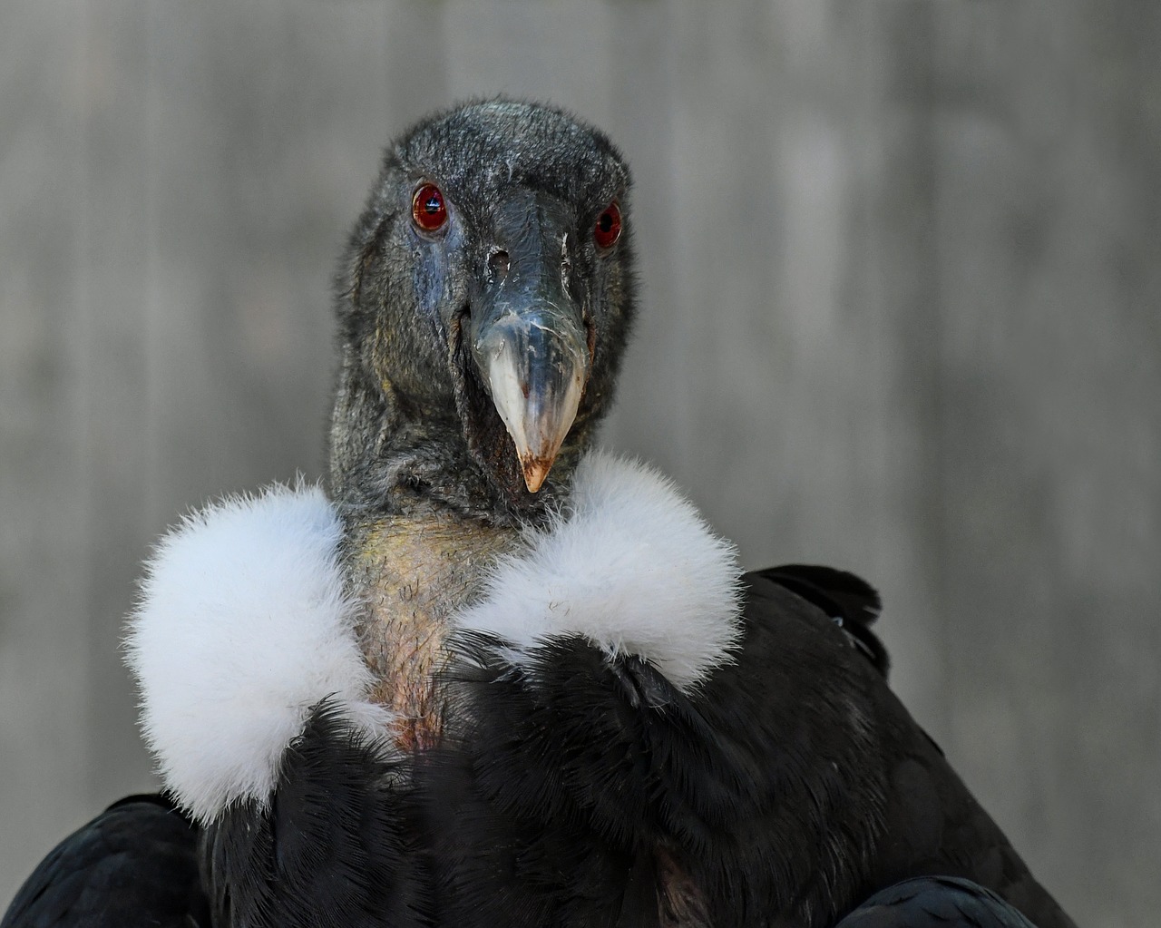 Condor, Raptoras, Paukštis, Moteris, Andeso Kondoras, Nemokamos Nuotraukos,  Nemokama Licenzija