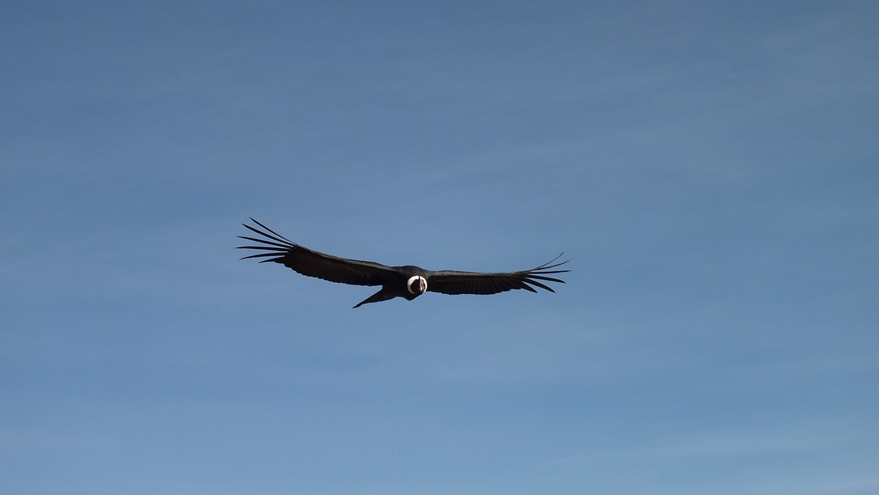 Condor, Skrydis, Dangus, Peru, Skraidantis, Nemokamos Nuotraukos,  Nemokama Licenzija