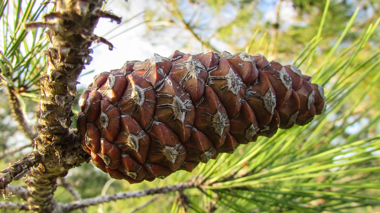 Kūgis, Pušis, Medis, Gamta, Miškas, Pinecone, Nemokamos Nuotraukos,  Nemokama Licenzija