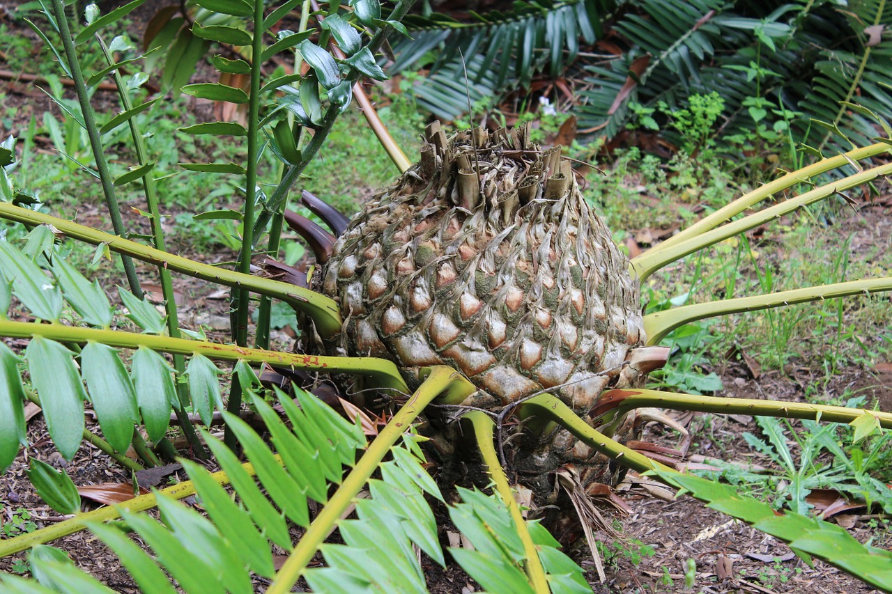 Kūgis, Augalas, Cycad, Cycadophyta, Nemokamos Nuotraukos,  Nemokama Licenzija