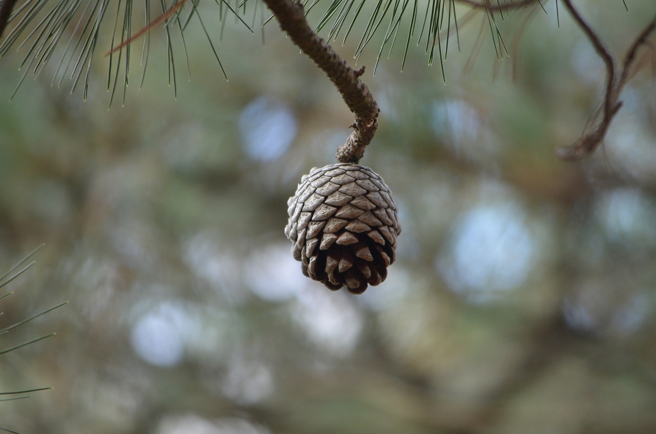 Kūgis, Pušis, Sėkla, Pušies Kūgis, Medis, Spygliuočių, Spygliuočių, Flora, Augalas, Gamta