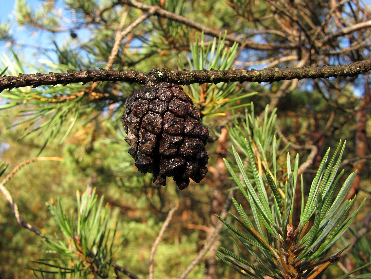 Kūgis, Medis, Pušis, Pušies Kūgis, Gamta, Nemokamos Nuotraukos,  Nemokama Licenzija