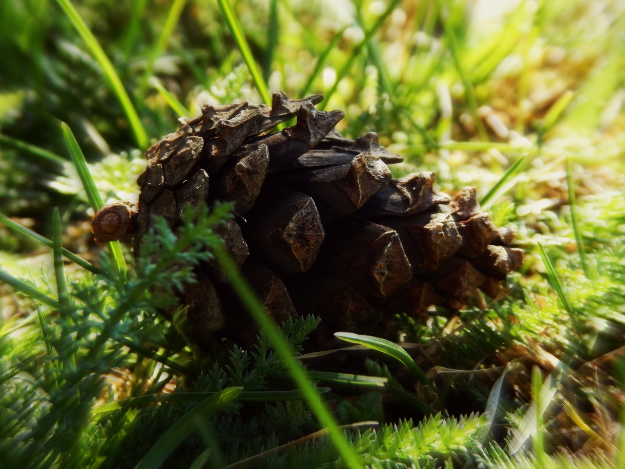 Kūgis, Pavasaris, Žolė, Saulė, Žalias, Augalai, Ruda, Gamta, Makro, Nemokamos Nuotraukos