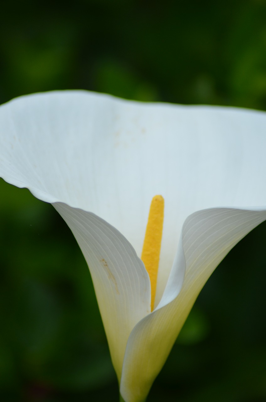 Kūgio Gėlių,  Calla,  Žiedas,  Žydi,  Gėlė,  Pobūdį,  Augalų,  Bendroji Calla,  Nemirtingumo,  Baltos Spalvos