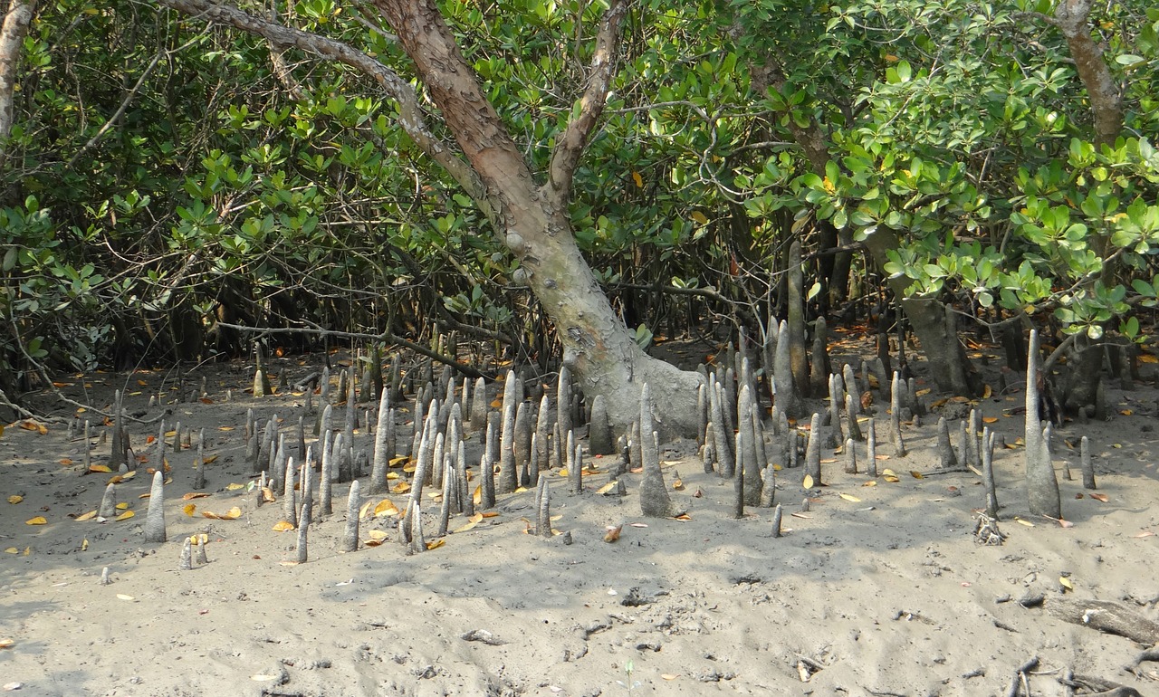 Kūgio Šaknys, Mangroviai, Flora, Rūšis, Miškas, Šaknys, Sundarbans, Pelkė, Nacionalinis Parkas, Unesco