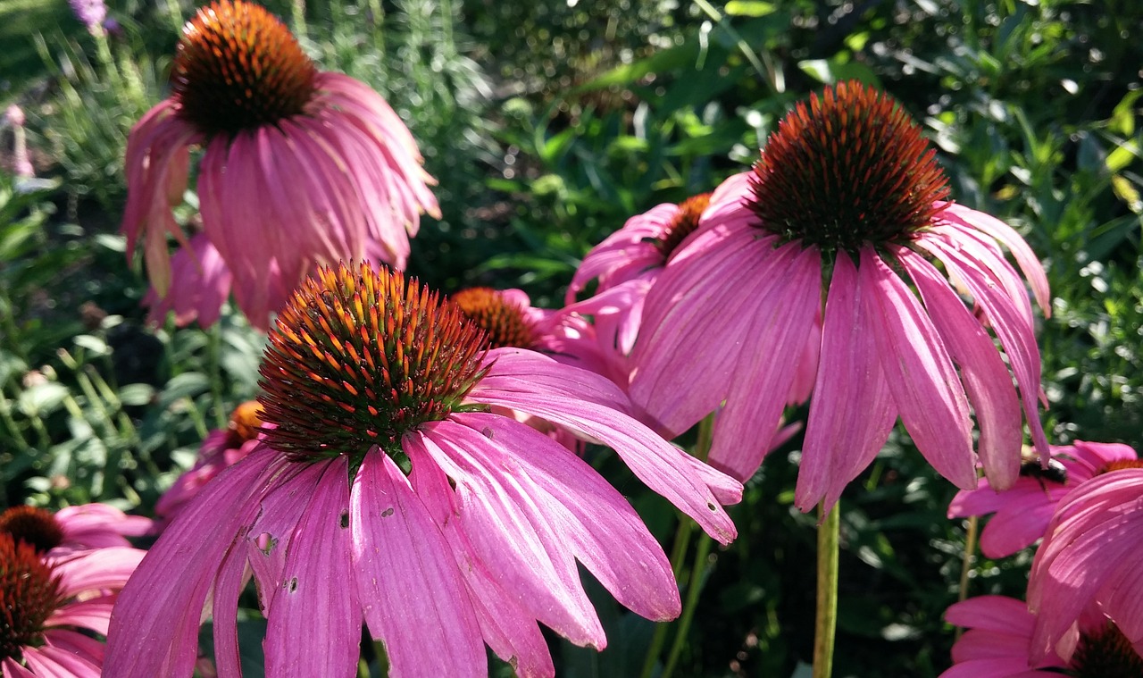 Dygliuota Veislė, Echinacea, Gėlė, Kūgis, Echinacea Purpurea, Purpurea, Violetinė, Rožinis, Žolelių, Augalas