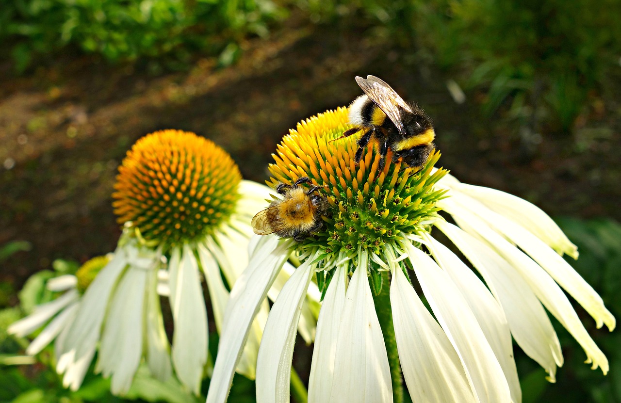 Dygliuota Veislė, Gėlė, Augalas, Echinacea, Baltoji Sėklienė, Žiedlapis, Žolelių, Medicina, Bičių, Medaus Bitė