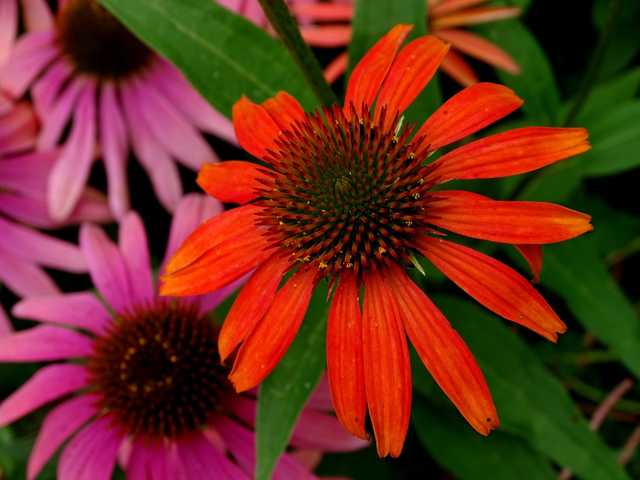 Dygliuota Veislė, Permatomas Sonnenhut, Echinacea Purpurea, Raudona Švytėlydžio Violetinė Žievė, Rožinė Saulės Skrybėlė, Saulės Skrybėlė, Nemokamos Nuotraukos,  Nemokama Licenzija