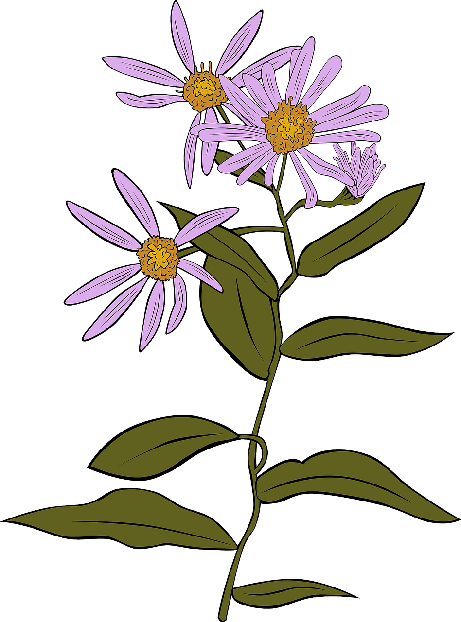 Dygliuota Veislė, Echinacea, Aster, Daisy, Purpurinės Gėlės, Nemokama Vektorinė Grafika, Nemokamos Nuotraukos,  Nemokama Licenzija