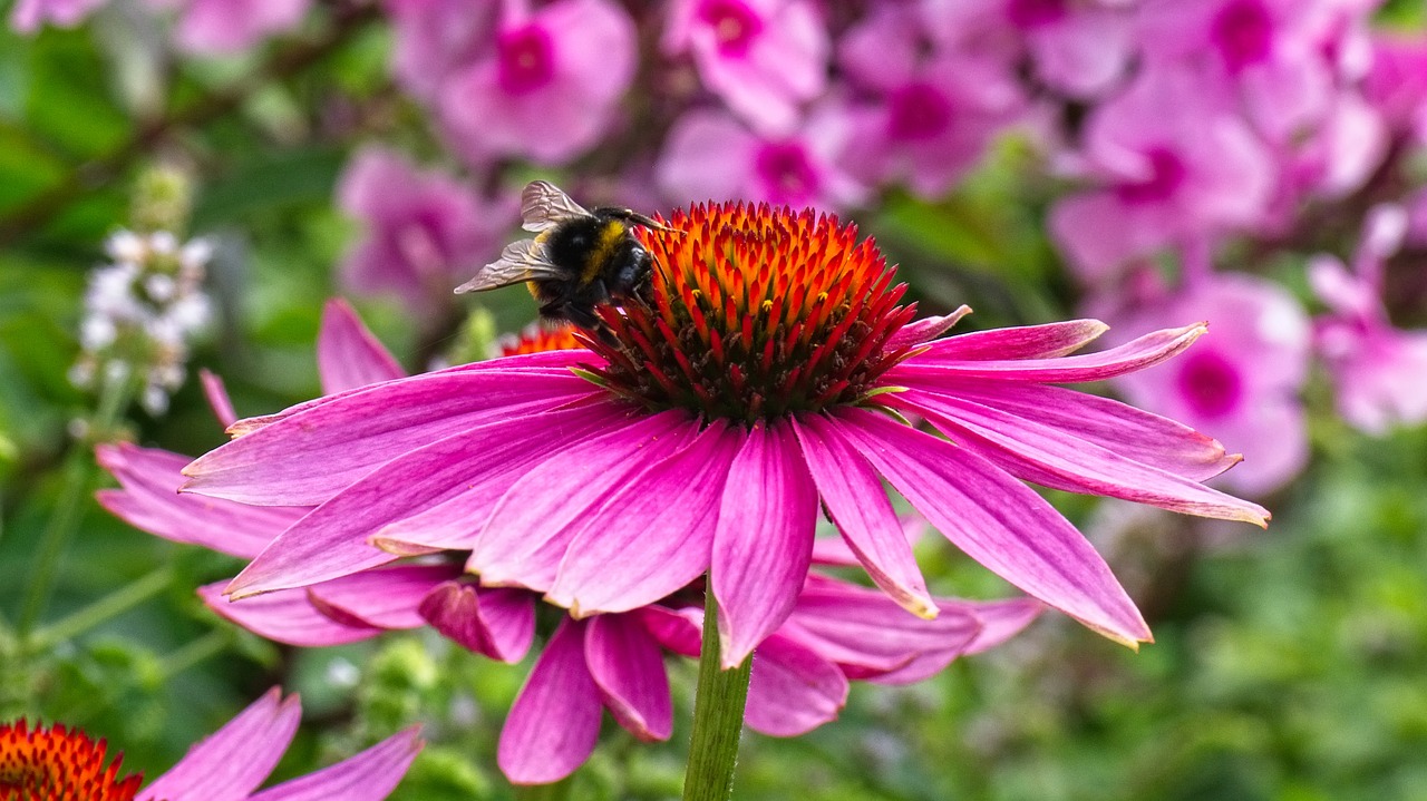 Rudenį Ir Žiemos Sodas,  Echinacea,  Gėlė,  Pobūdį,  Vasara,  Augalų,  Žiedas,  Žydi,  Sodas,  Žydi