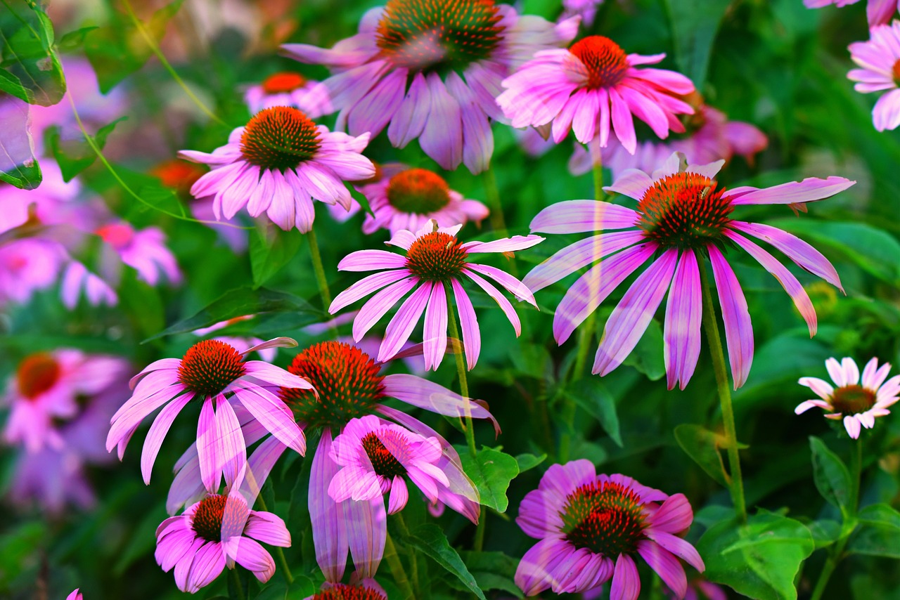 Rudenį Ir Žiemos Sodas,  Saulė Skrybėlė,  Gėlė,  Rožinis,  Augalų,  Echinacea,  Vaistinio,  Peršalimas,  Gijimas,  Neįrodyta