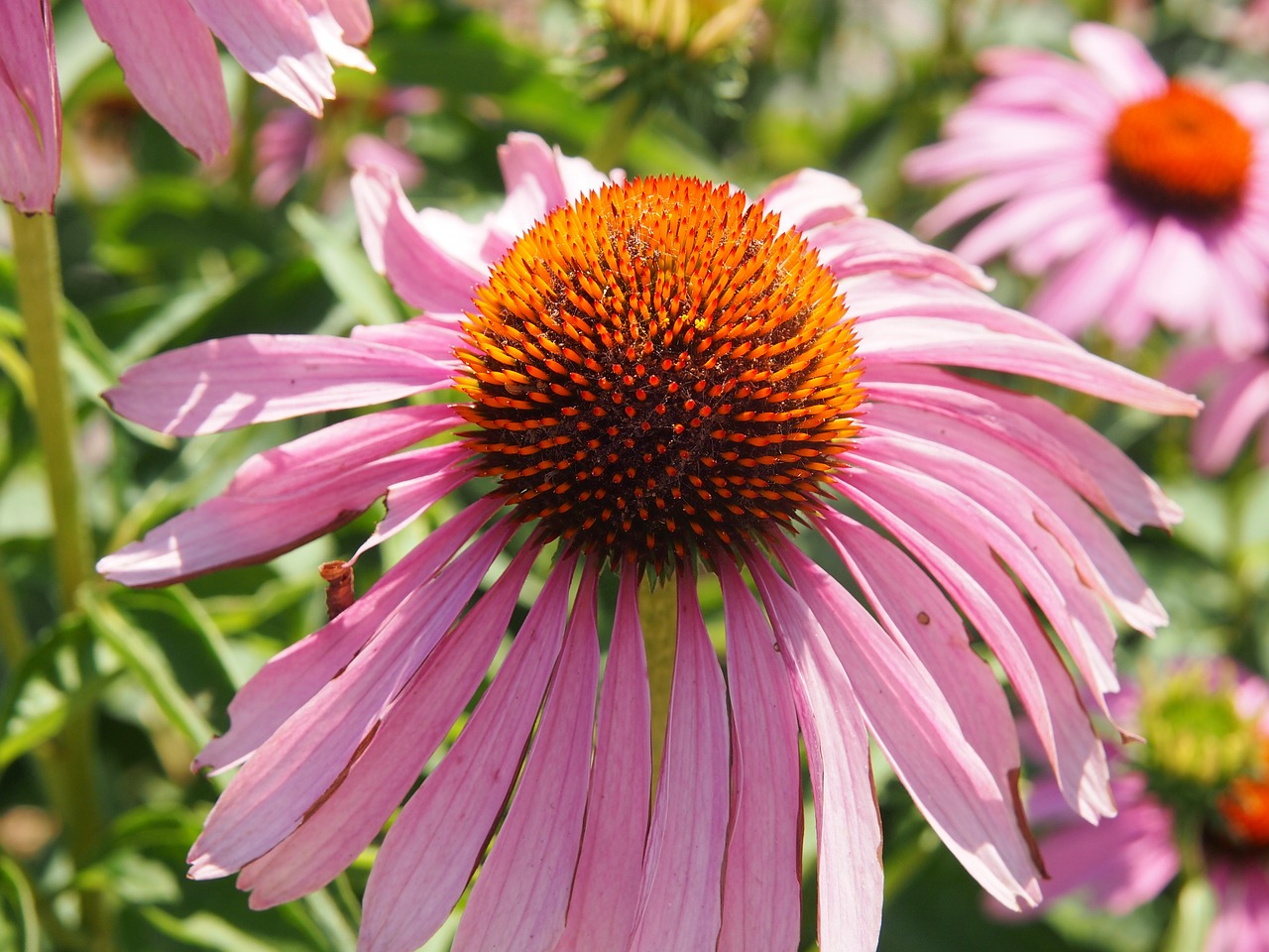 Dygliuota Veislė, Sodas, Echinacea, Rožinis, Makro, Gamta, Gėlė, Vasara, Nemokamos Nuotraukos,  Nemokama Licenzija