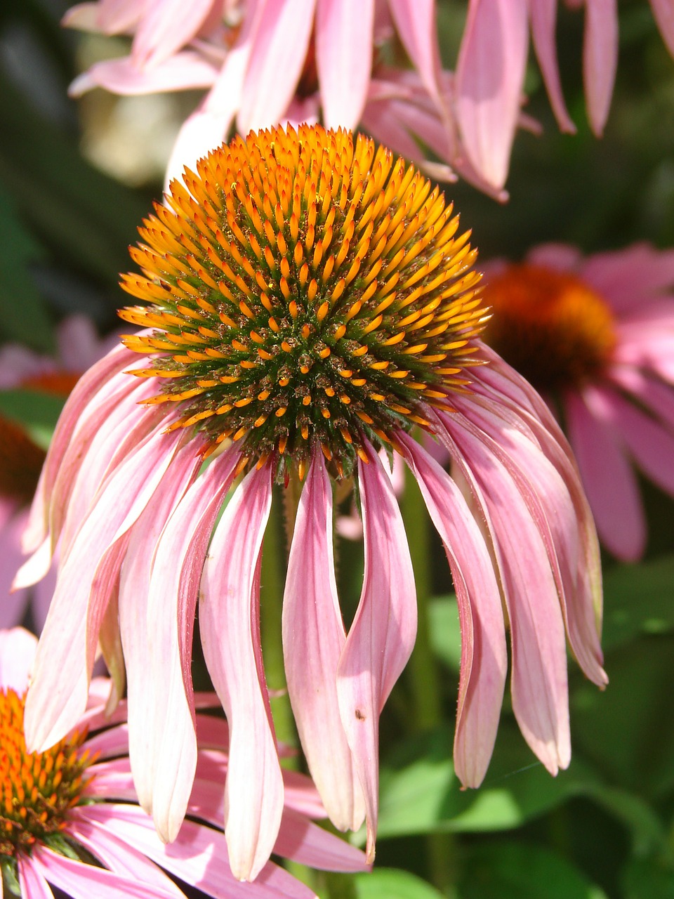 Dygliuota Veislė, Rožinis, Žydėti, Gėlė, Augalas, Violetinė, Žydi, Vasara, Gamta, Echinacea