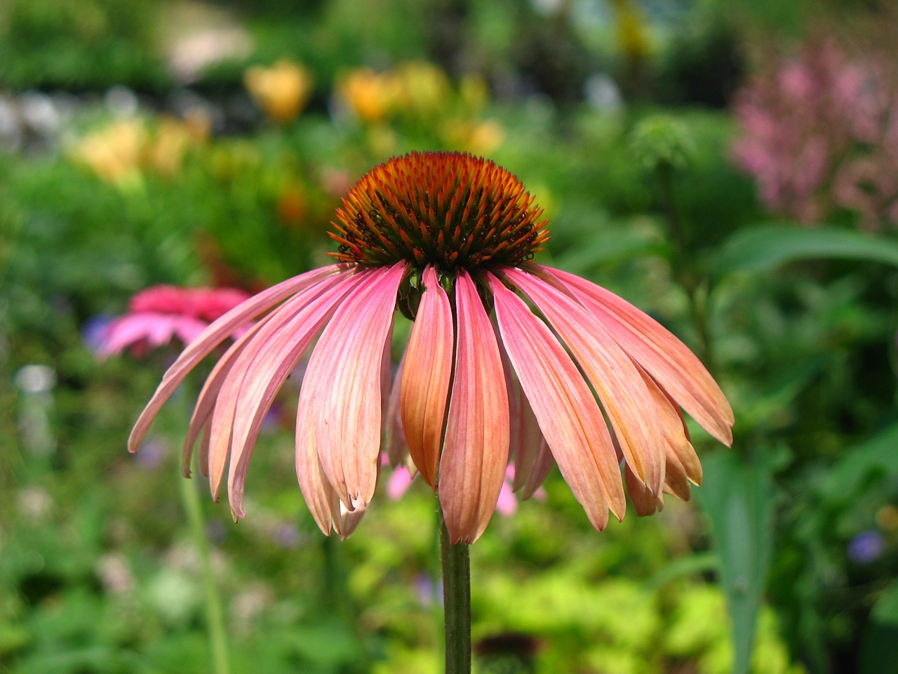 Dygliuota Veislė, Violetinė, Gėlė, Echinacea, Sodas, Žiedas, Žiedlapiai, Nemokamos Nuotraukos,  Nemokama Licenzija