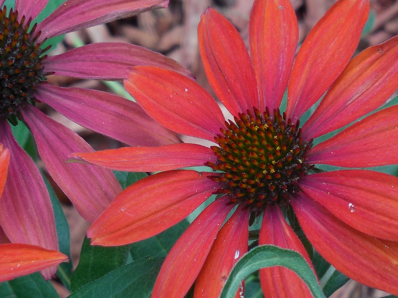 Dygliuota Veislė, Kūgis, Gėlė, Gamta, Augalas, Echinacea, Sodas, Žydėti, Žiedas, Žolelių