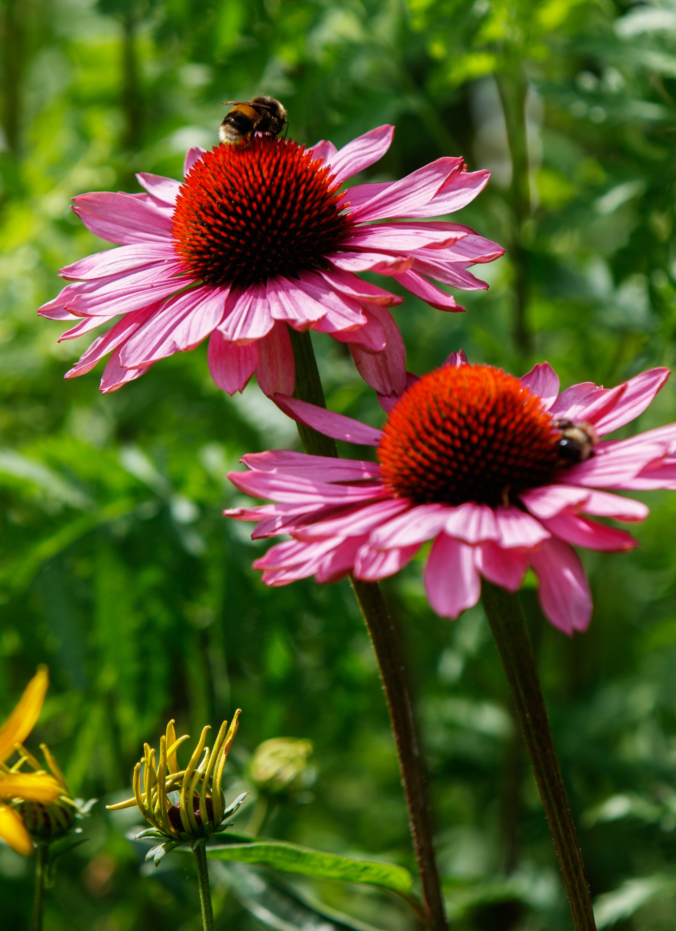 Dygliuota Veislė,  Echinacea,  Coneflowers,  Gėlė,  Gėlės,  Rožinis,  Violetinė,  Bičių,  Bumble & Nbsp,  Bitė