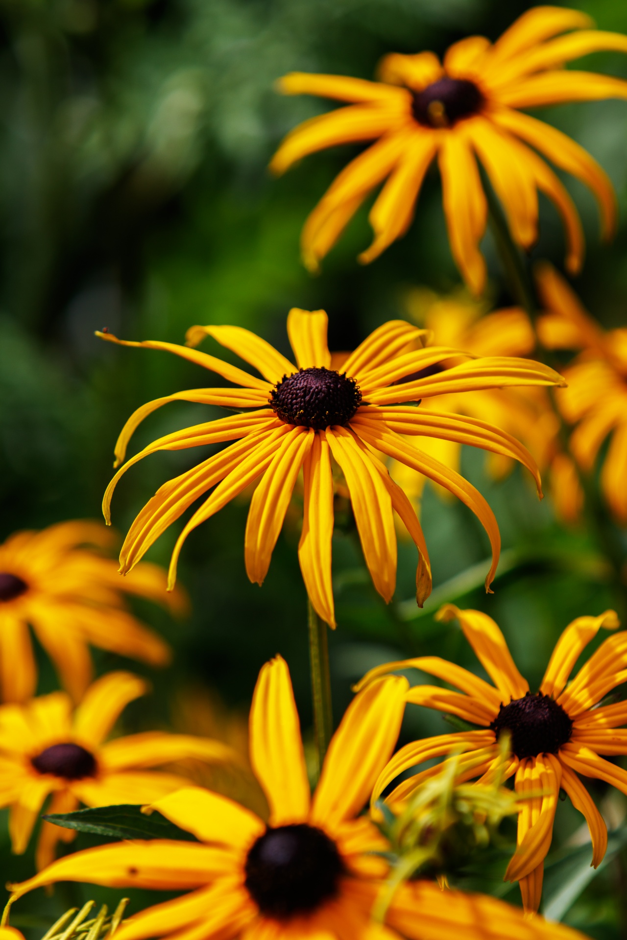 Coneflowers,  Dygliuota Veislė,  Echinacea,  Geltona,  Gražus,  Detalės,  Žiedlapiai,  Gėlė,  Gėlės,  Gėlių