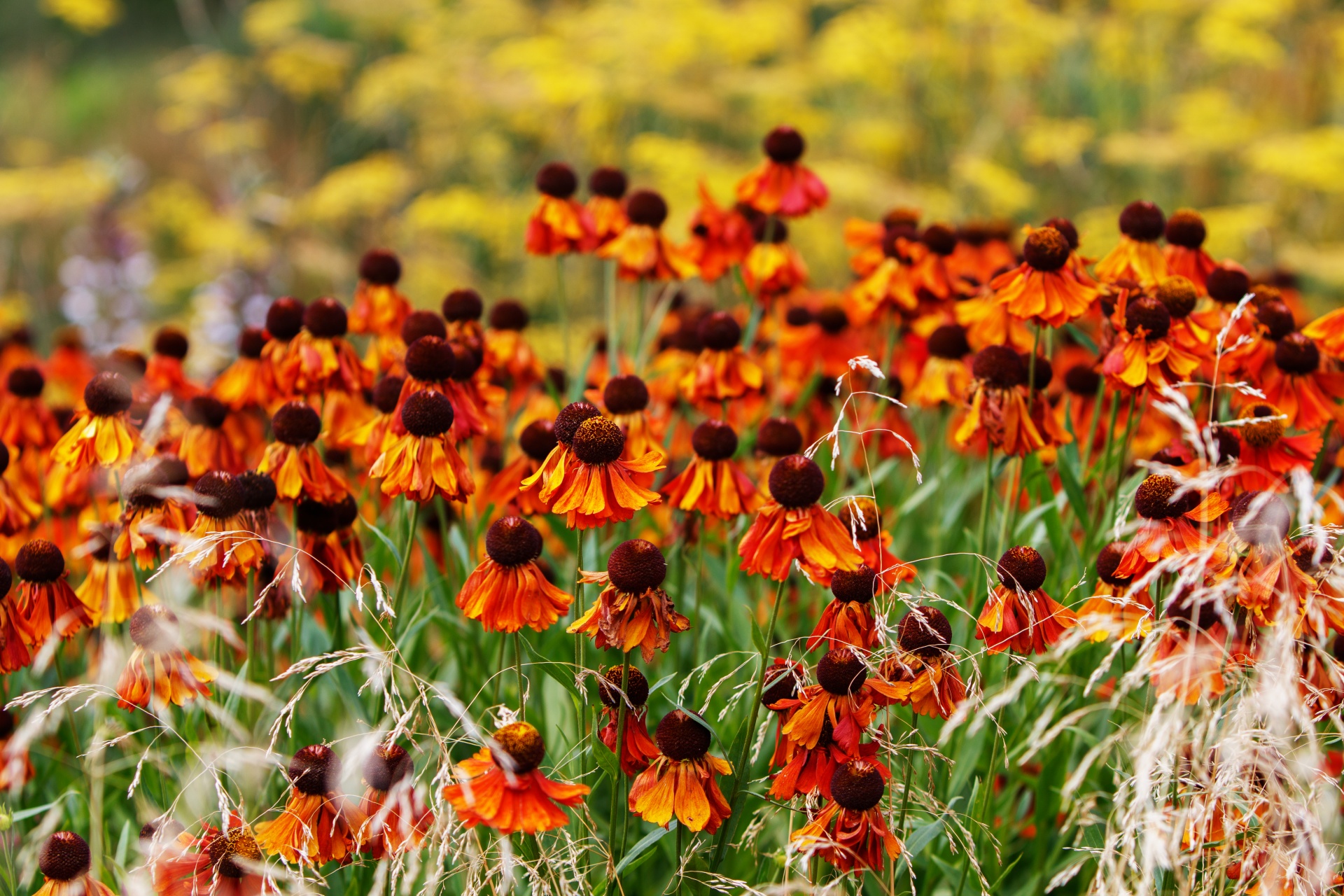 Coneflowers,  Echinacea,  Gėlės,  Gėlė,  Oranžinė,  Laukas,  Augalas,  Gėlių,  Botanikos,  Gamta