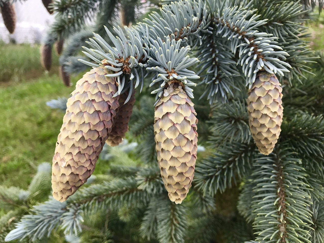 Spurgai,  Jedlicka,  Eglės,  Dekoratyviniai Eglė,  Eglės Kūgis,  Užsimezgimo Kūgis,  Pobūdį,  Kraštovaizdis,  Miškas,  Sodas