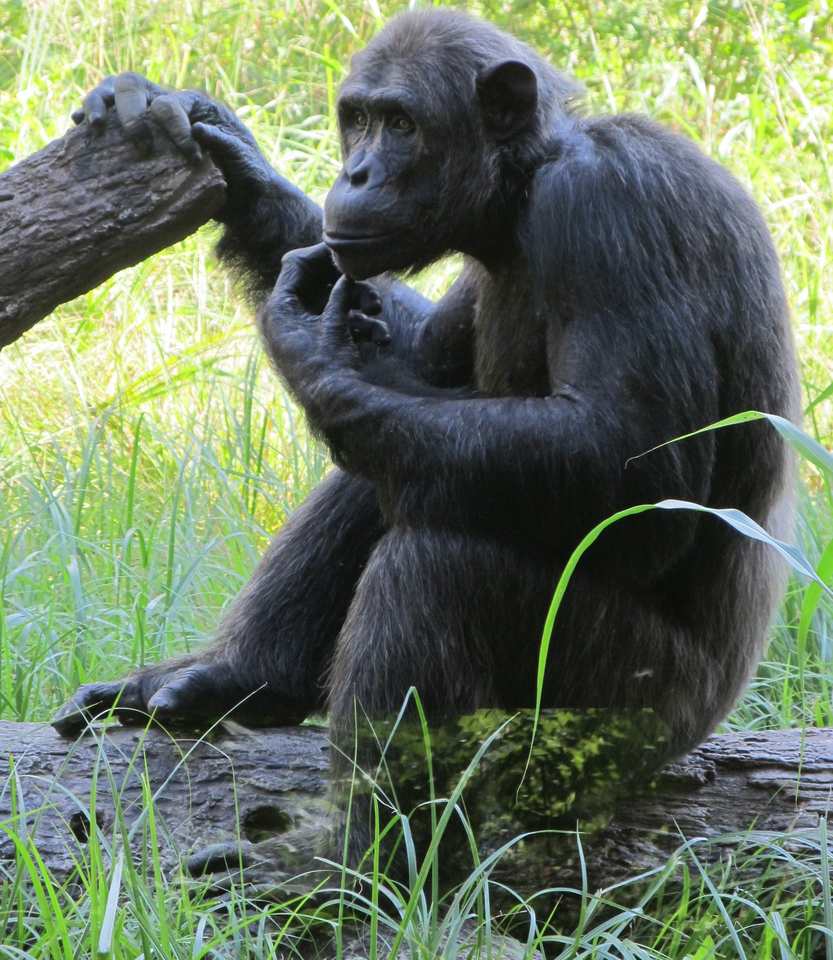 Šimpanzė,  Beždžionė,  Šimpanzė,  Gyvūnas,  Sėdi,  Žinduolis,  Portretas,  Primatas,  Zoologijos Sodas,  Laukinė Gamta