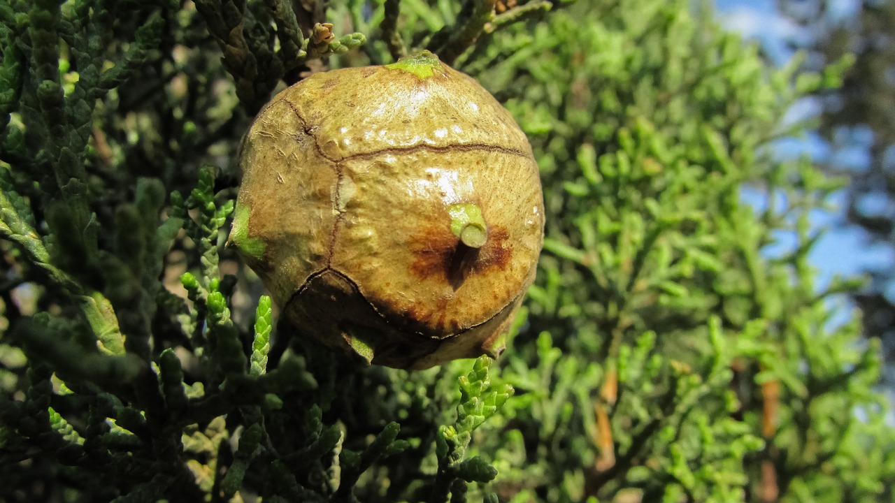 Spygliuočių Medis, Kūgis, Gamta, Žalias, Spygliuočių, Miškas, Flora, Nemokamos Nuotraukos,  Nemokama Licenzija