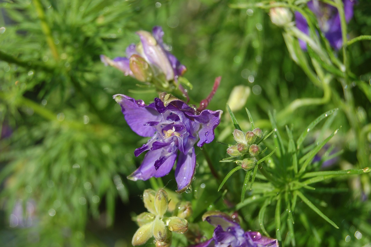 Consolida Regalis,  Žolė Cornet,  Larkspur,  Gėlė,  Lašai,  Žydi,  Pavasaris, Nemokamos Nuotraukos,  Nemokama Licenzija